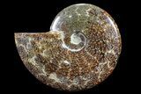 Polished, Agatized Ammonite (Cleoniceras) - Madagascar #88343-1
